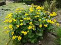 2014-0412-1415_Marsh_Marigold_14,2C